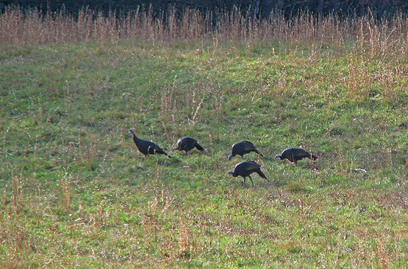 Turkeys