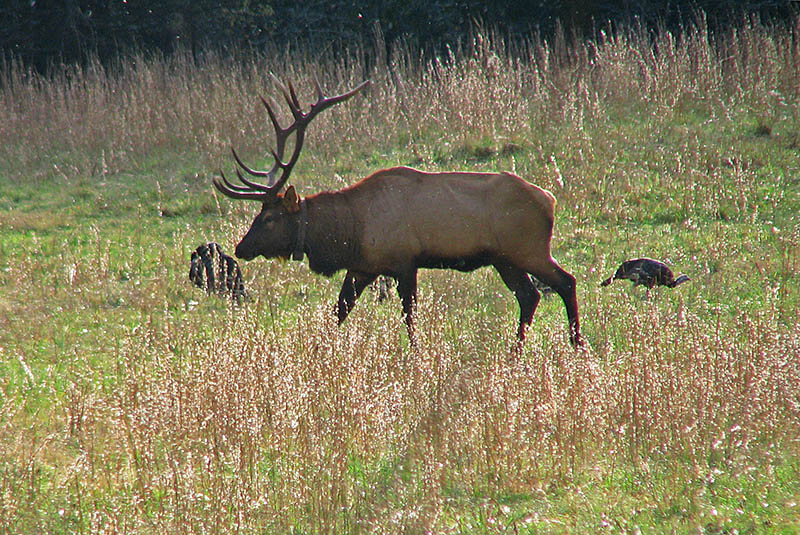 Elk-Turkeys