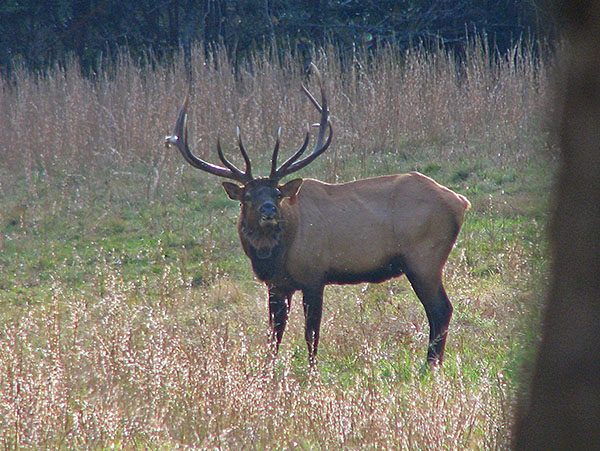 Bull-elk