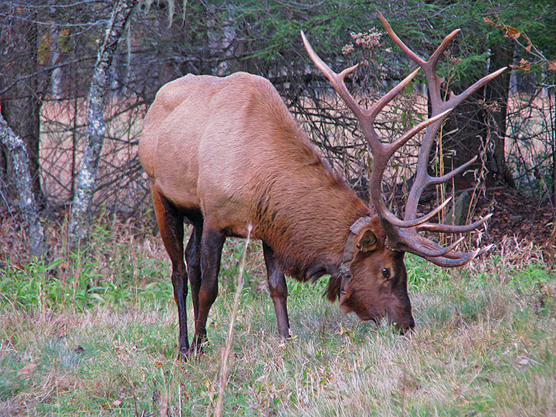 Grazing_bull_elk