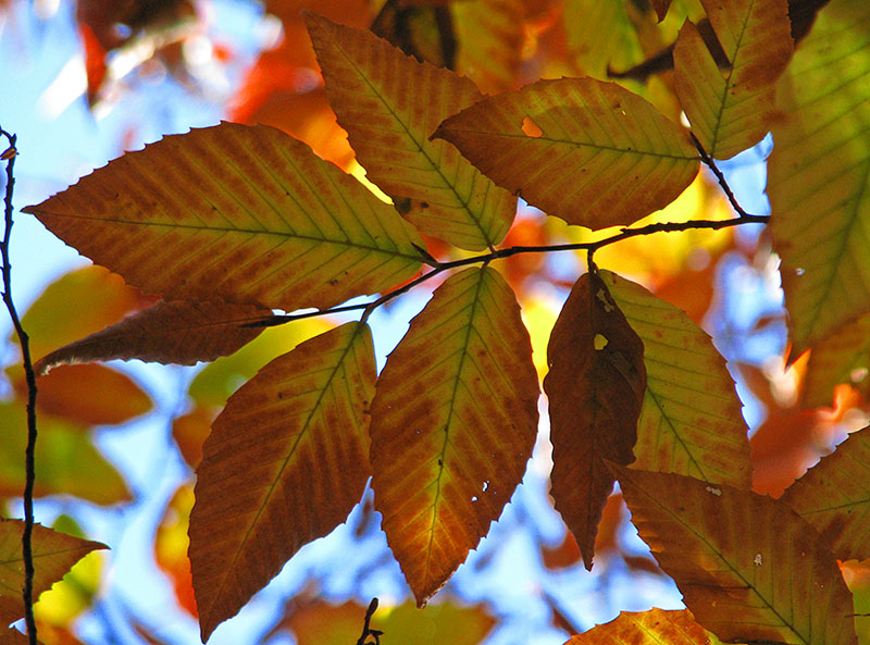 Beech_leaves