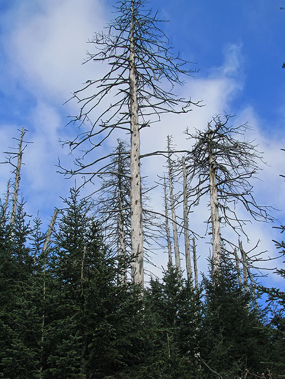Dead_firs