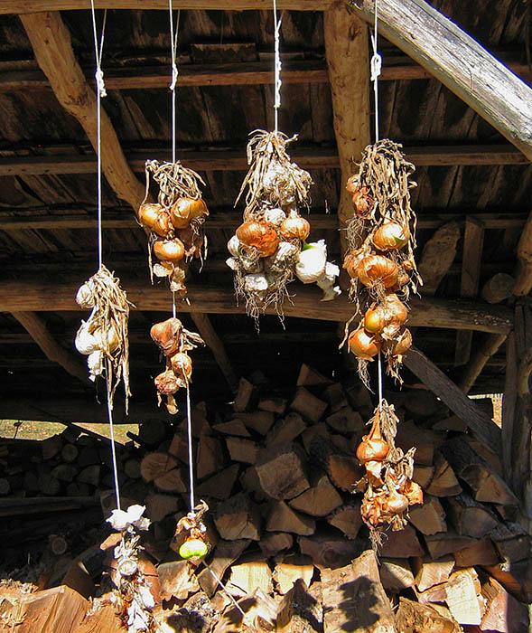 Hanging_bulbs