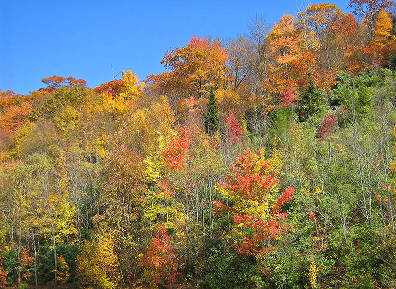 Foliage_colors