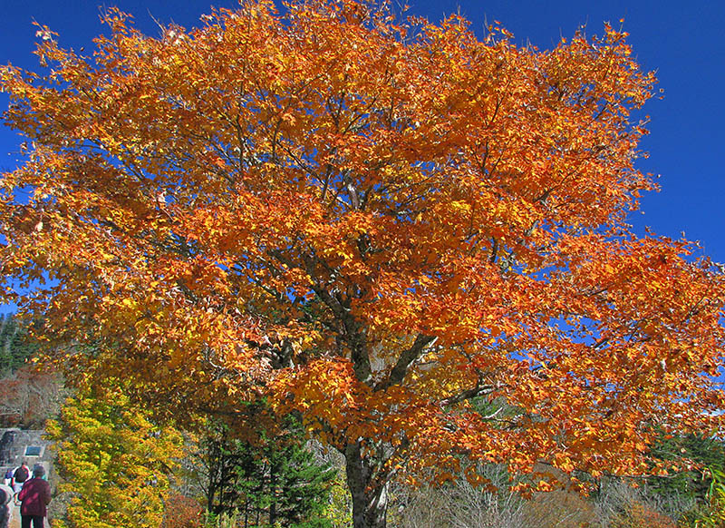 Orange_maple