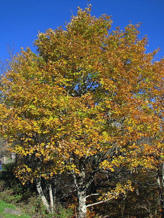 Yellow_foliage