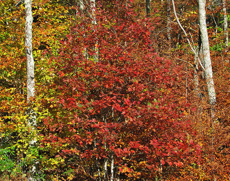 Foliage