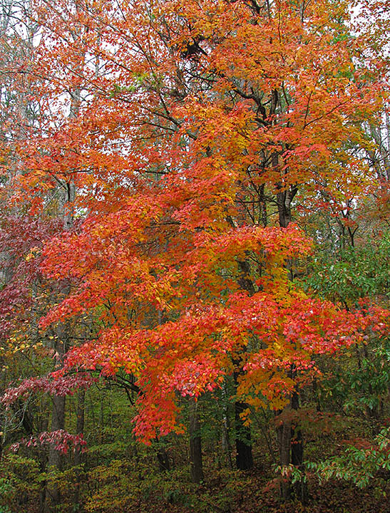 Foliage