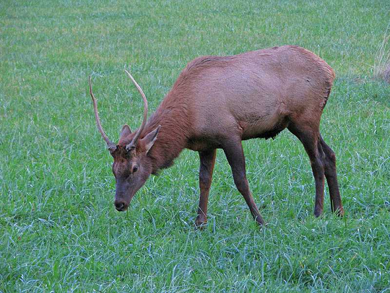 Spike_Elk