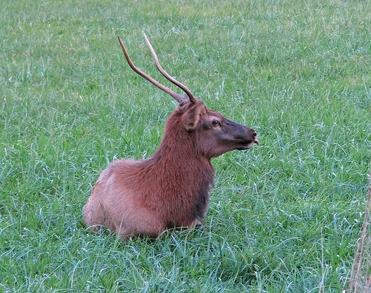 Elk