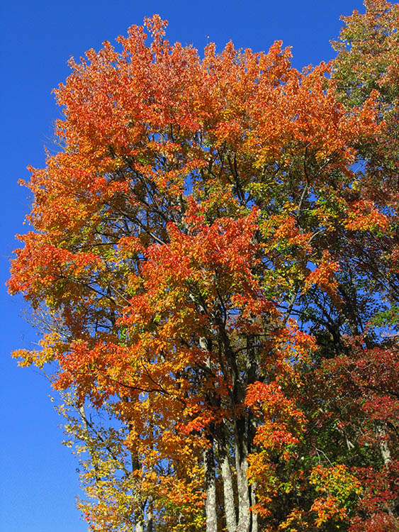 Maple_foliage