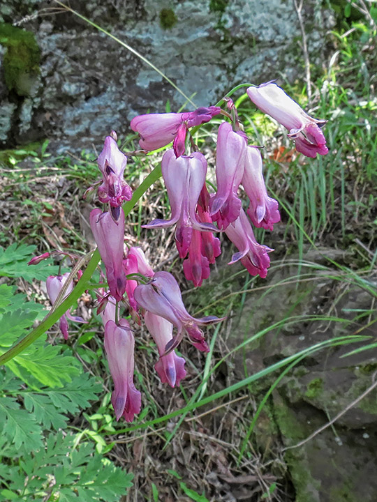 Bleeding_Hearts