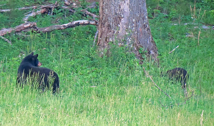 Mama_bear_and_cub