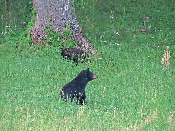 Mama_bear_and_cub