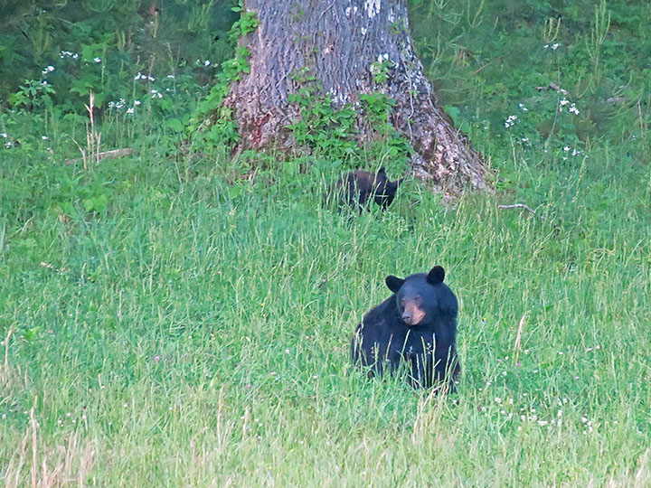 Mama_bear_and_cub