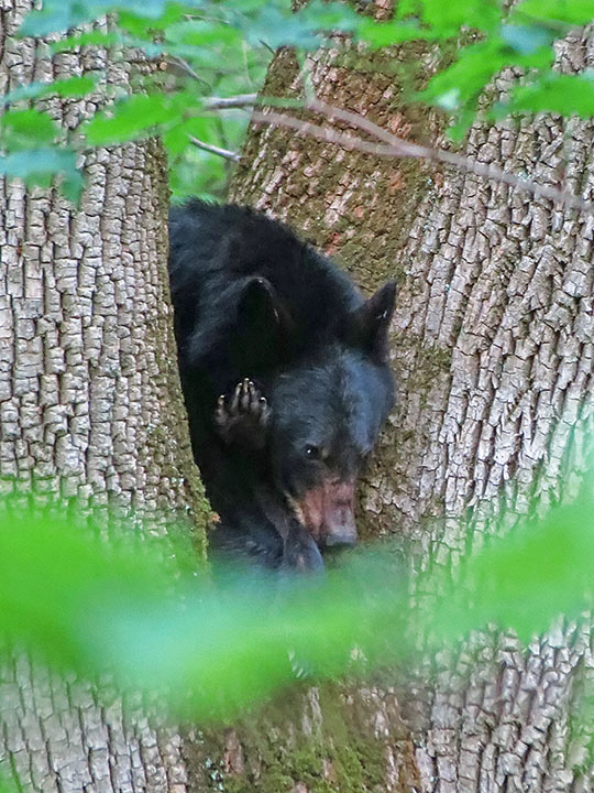 Napping_bear