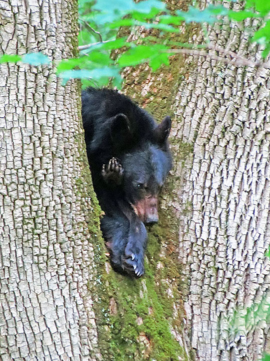 Napping_bear