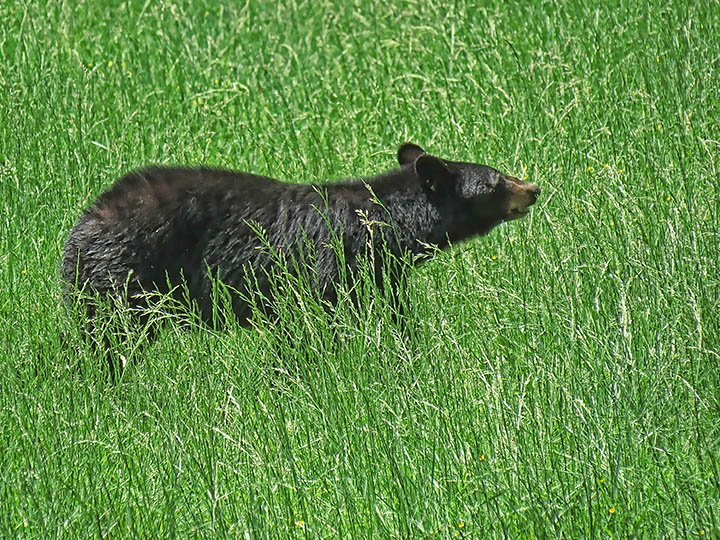 Black_bear