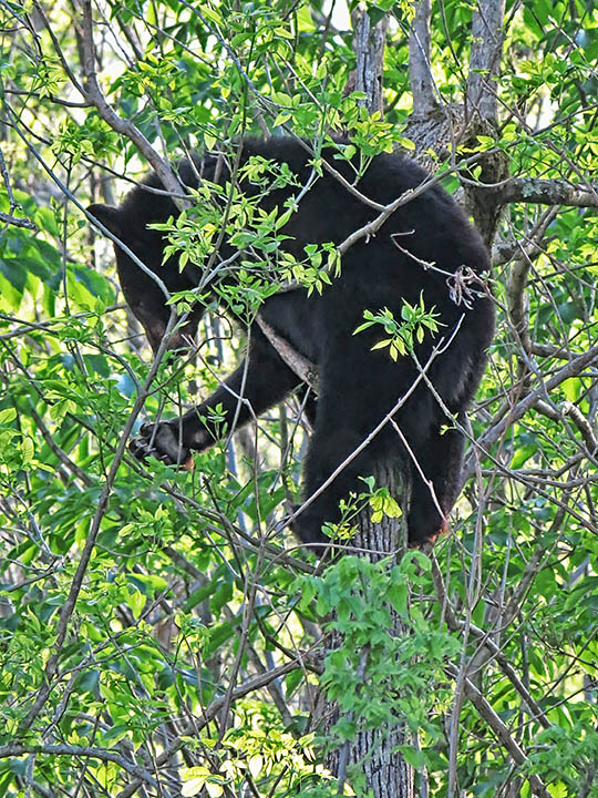 Bear_in_tree