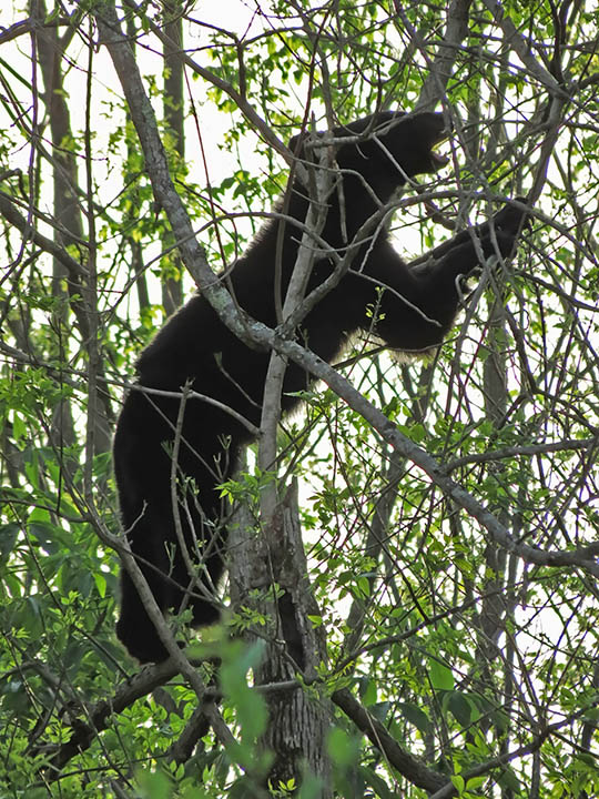 Bear_in_tree