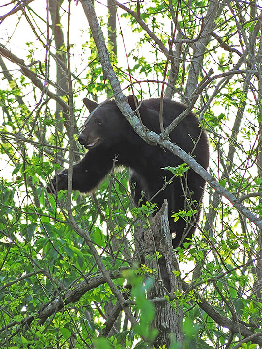 Bear_in_tree