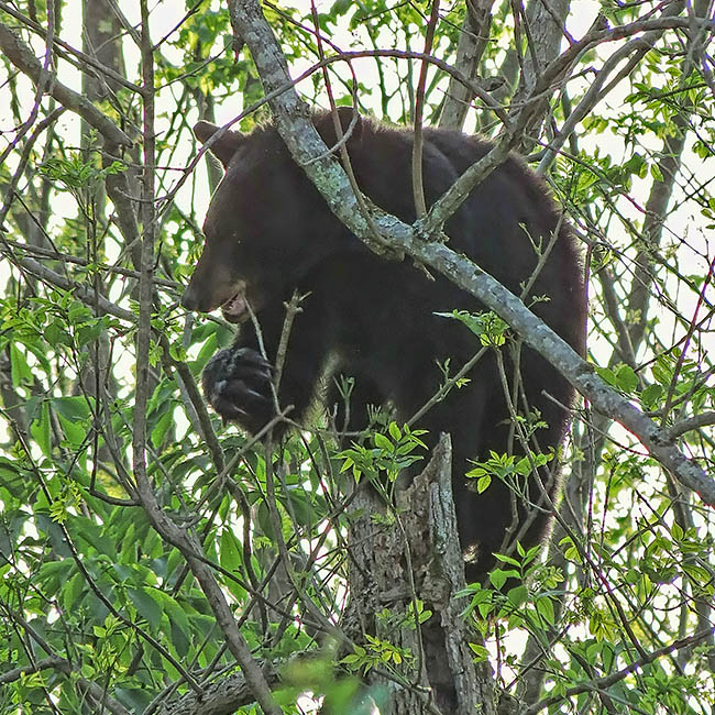 Bear_in_tree