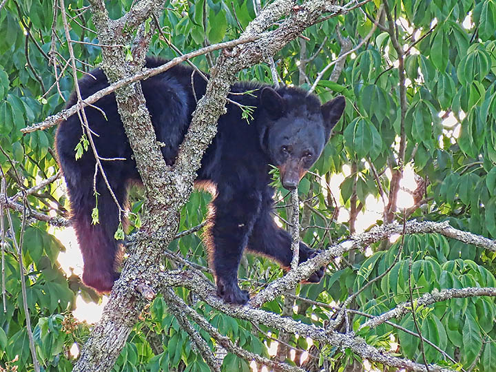 Bear_in_tree