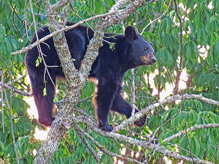 Bear_in_tree