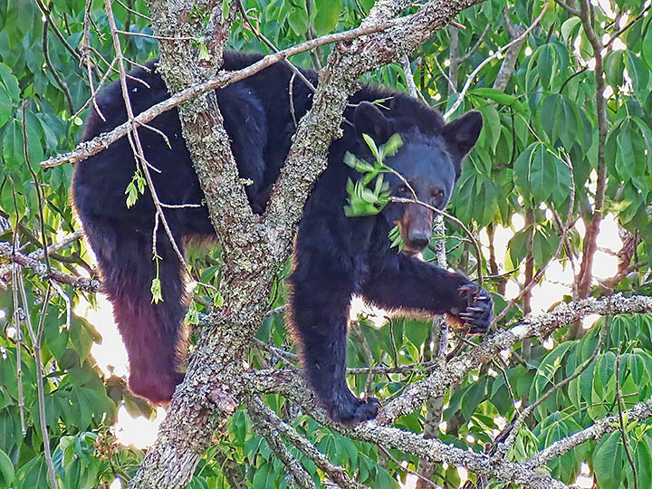 Bear_in_tree