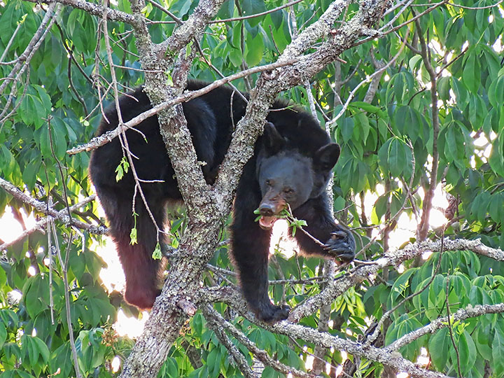 Bear_in_tree