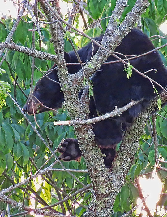 Bear_in_tree