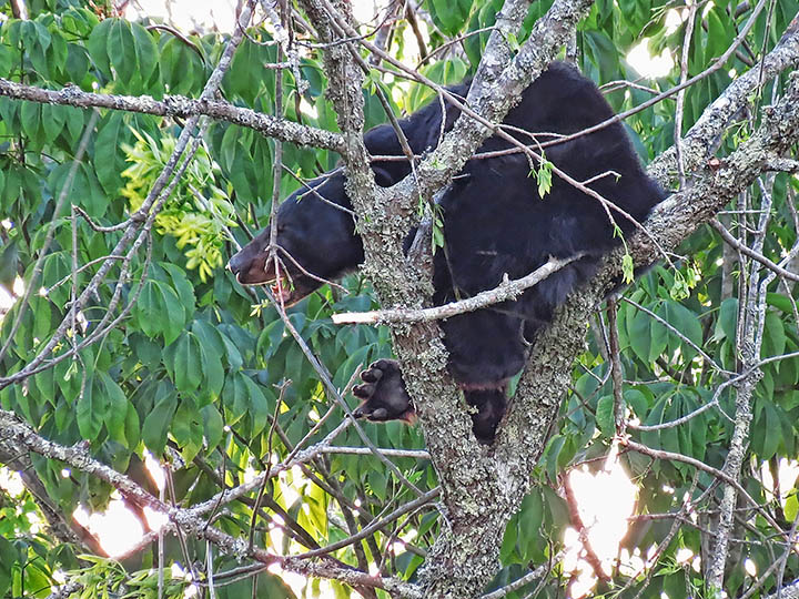 Bear_in_tree