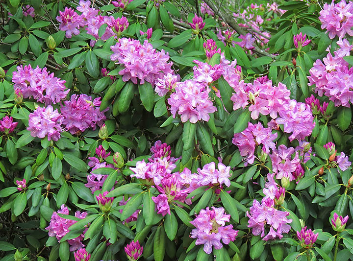 Rhododendrons