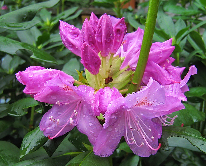 Rhododendron