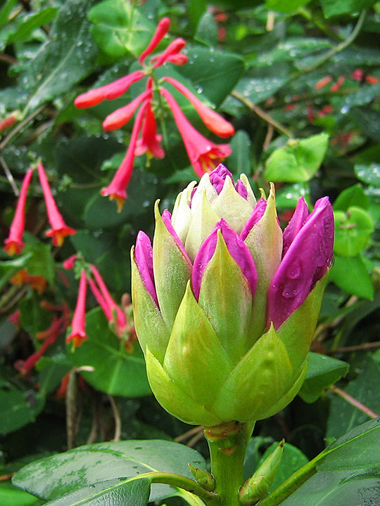 Rhododendron_bud