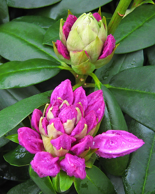 Rhodies_opening