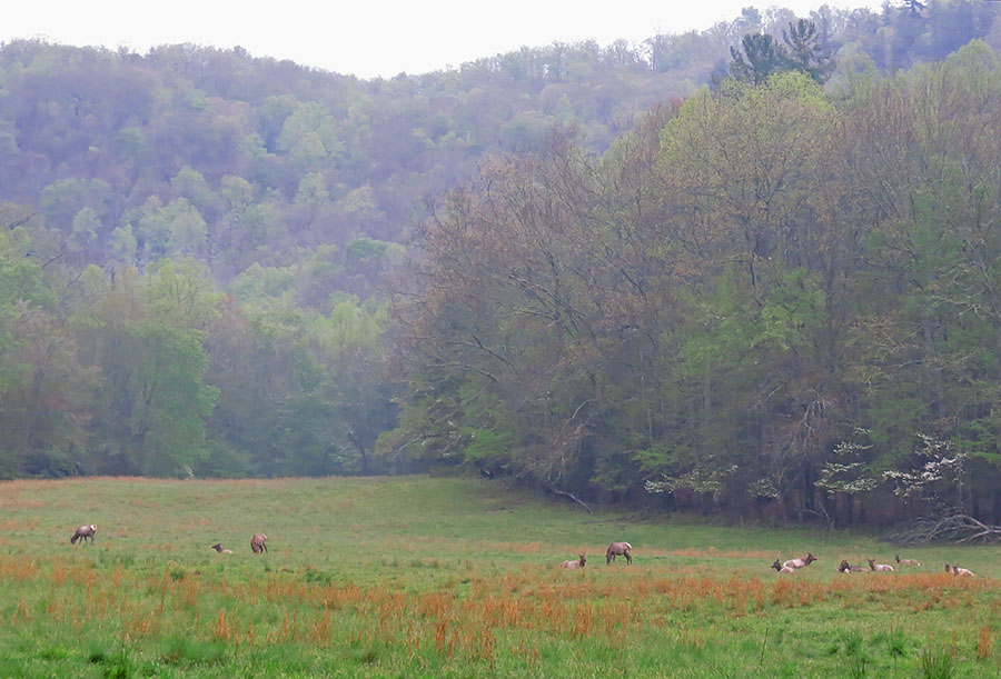 Elk_in_field