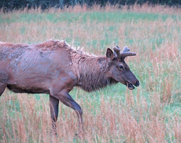 Wet_elk_bull