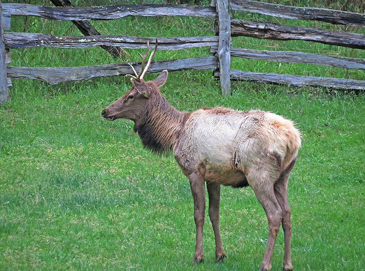 Wet_bull_elk