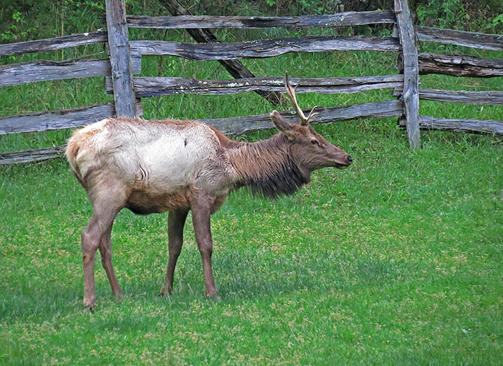 Wet_bull_elk