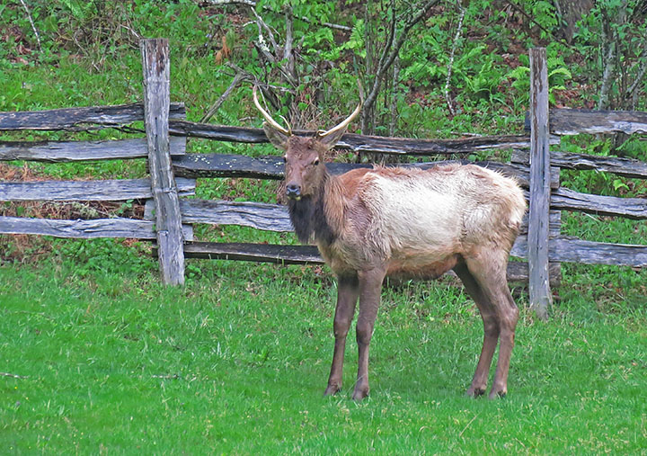 Wet_bull_elk