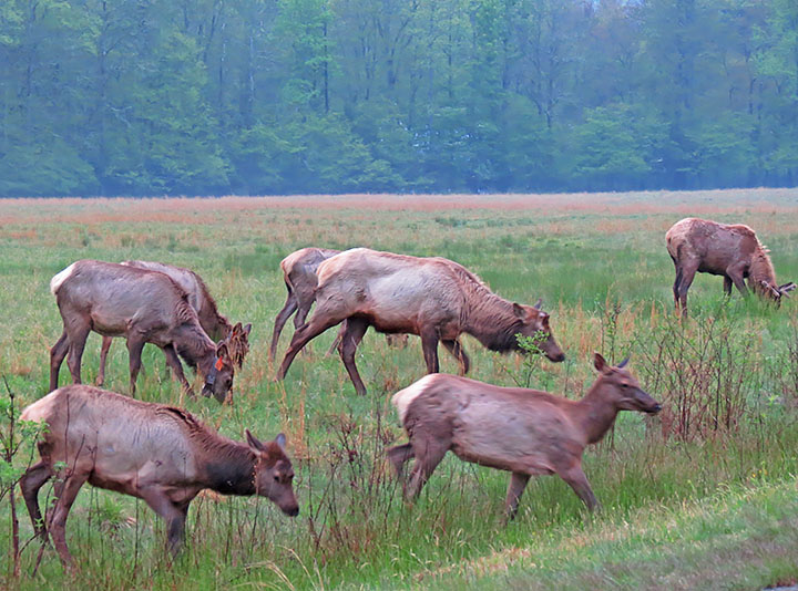 Elk_group_approach