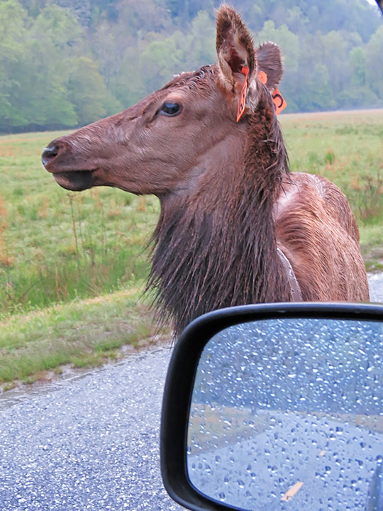 Elk_cow_window