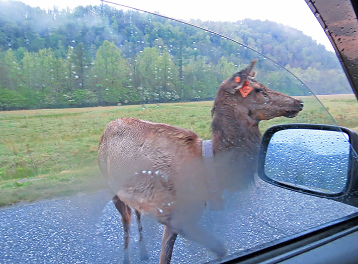 Elk_cow_window