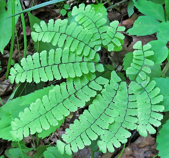 Fern