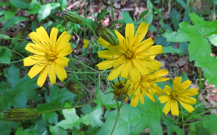 Rattlesnake_hawkweed