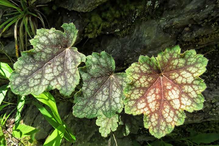 Heuchera