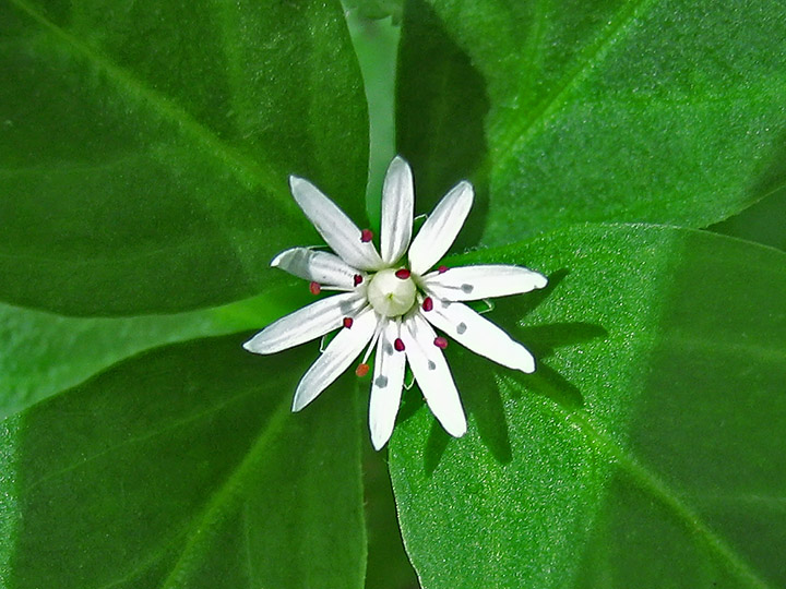 Star_Chickweed