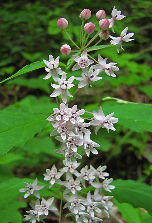 Milkweed