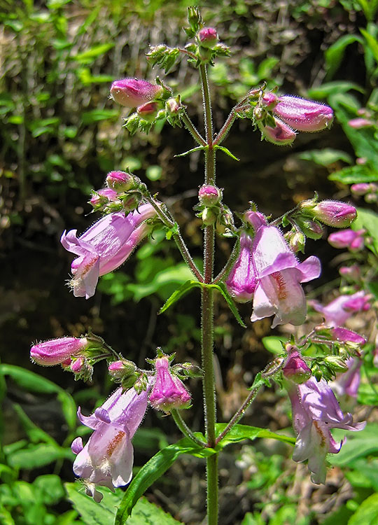 Hairy_Beardtongue